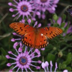 Butterfly_1.jpg
