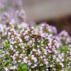 DSC_4737.jpg